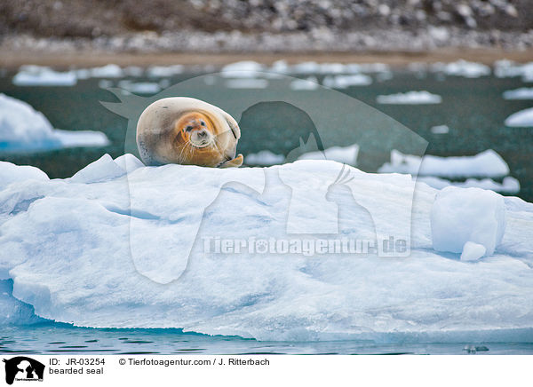 Bartrobbe / bearded seal / JR-03254