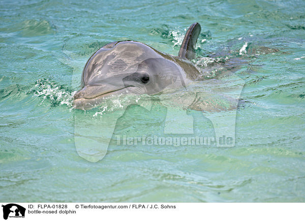 bottle-nosed dolphin / FLPA-01828