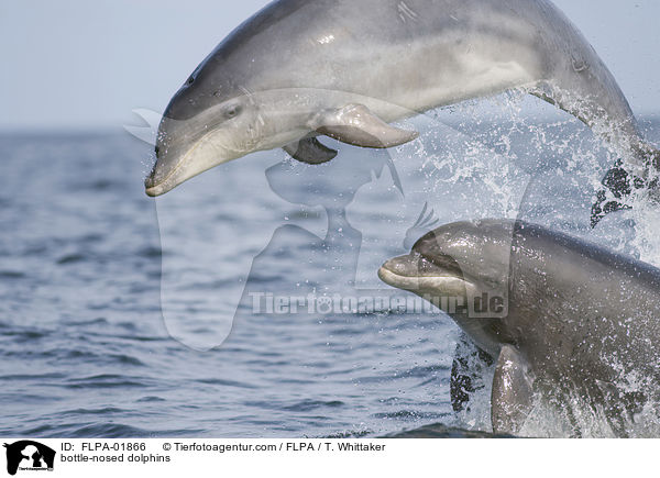bottle-nosed dolphins / FLPA-01866
