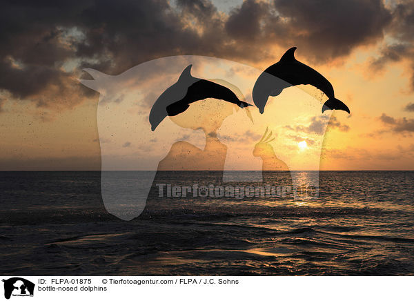 bottle-nosed dolphins / FLPA-01875