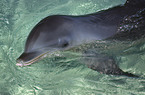 bottlenose dolphin