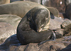 seal