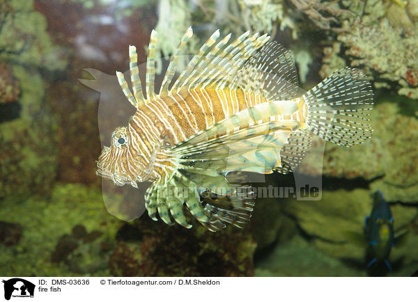 Feuerfisch / fire fish / DMS-03636