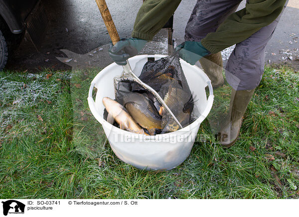 Fischzucht / pisciculture / SO-03741