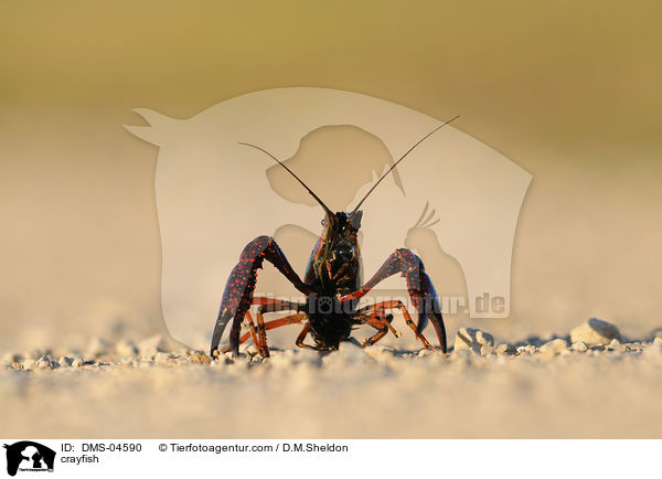 Galizierkrebs / crayfish / DMS-04590