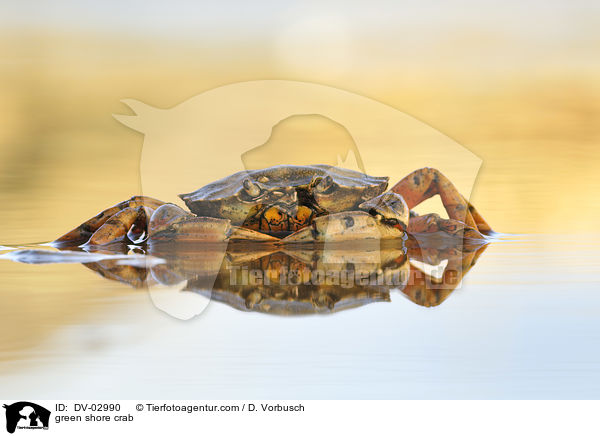 Gemeine Strandkrabbe / green shore crab / DV-02990