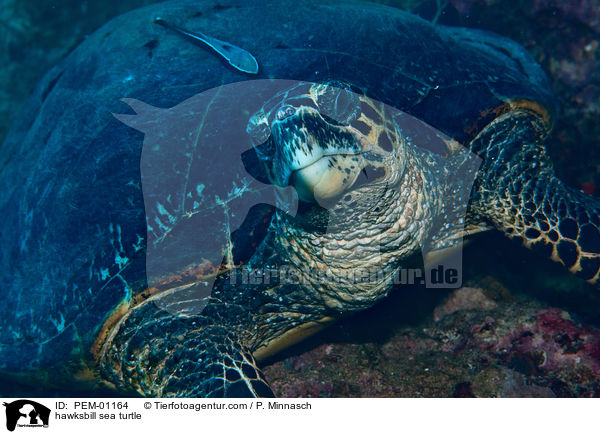 Echte Karettschildkrte / hawksbill sea turtle / PEM-01164