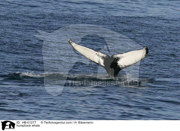 humpback whale / HB-01277