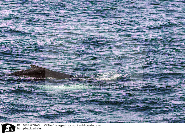 humpback whale / MBS-27843