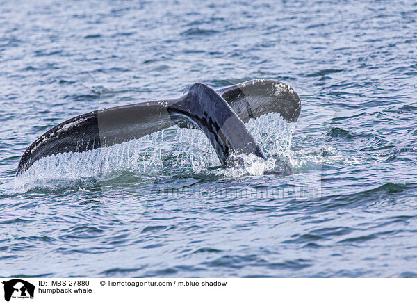 humpback whale / MBS-27880