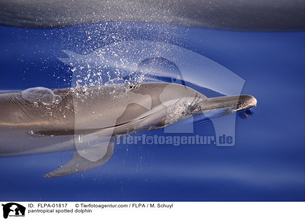 pantropical spotted dolphin / FLPA-01817
