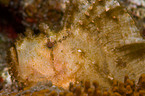 leaf scorpionfish