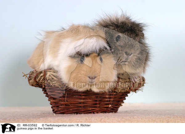Rosettenmeerschweinchen im Krbchen / guinea pigs in the basket / RR-03592