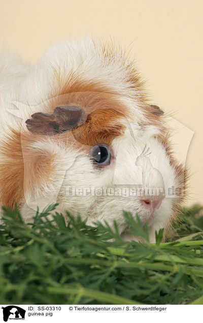 guinea pig / SS-03310