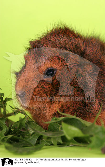 Meerschwein mit Futter / guinea pig with food / SS-05932