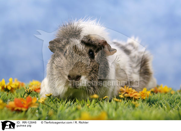 Rosettenmeerschwein / guinea pig / RR-12846