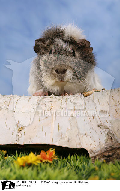 Rosettenmeerschwein / guinea pig / RR-12848