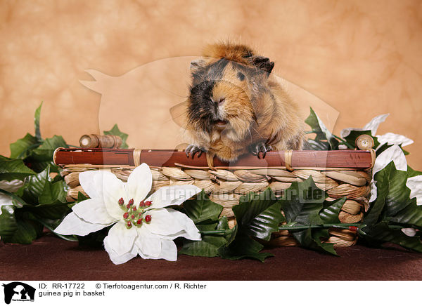 Meerschweinchen im Krbchen / guinea pig in basket / RR-17722