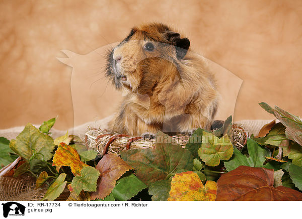 Meerschwein / guinea pig / RR-17734