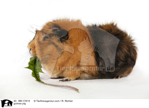 Rosettenmeerschwein / guinea pig / RR-17815