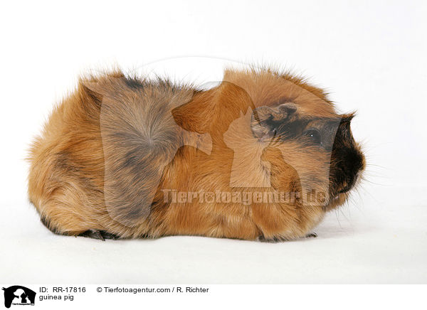 Rosettenmeerschwein / guinea pig / RR-17816