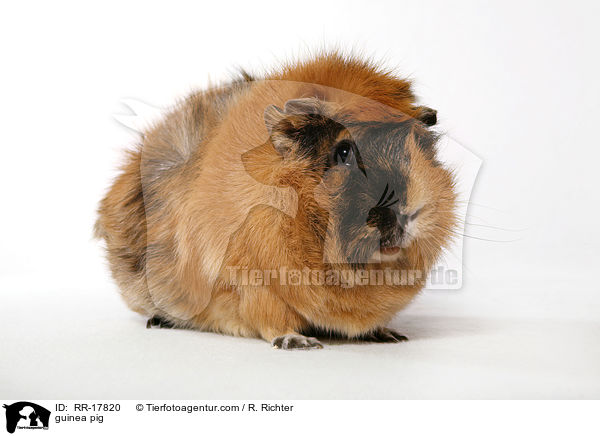 Rosettenmeerschwein / guinea pig / RR-17820