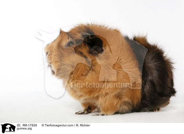 Rosettenmeerschwein / guinea pig / RR-17828