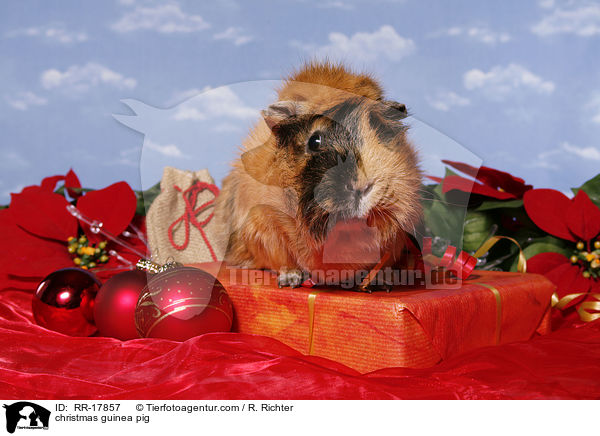 Weihnachtsmeerschweinchen / christmas guinea pig / RR-17857