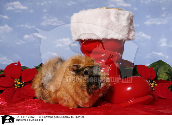 Weihnachtsmeerschweinchen / christmas guinea pig / RR-17862