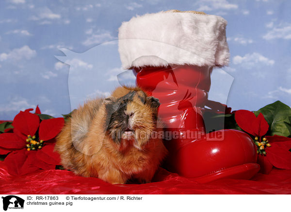 Weihnachtsmeerschweinchen / christmas guinea pig / RR-17863