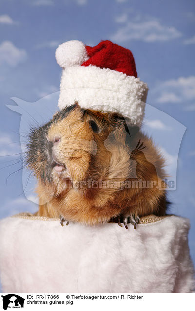 Weihnachtsmeerschweinchen / christmas guinea pig / RR-17866