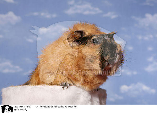Rosettenmeerschwein / guinea pig / RR-17867