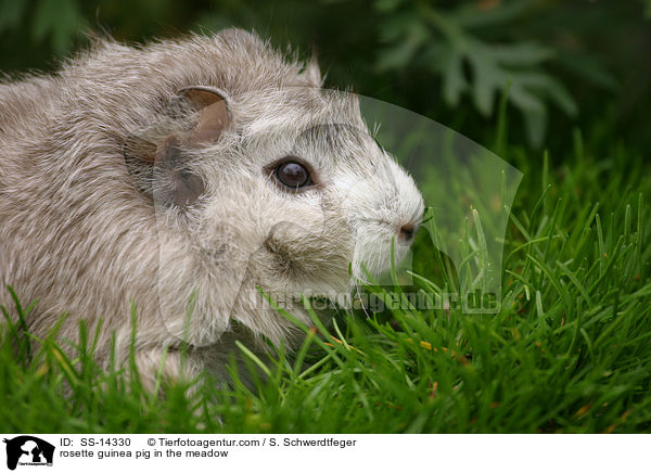 Rosettenmeerschwein auf einer Wiese / rosette guinea pig in the meadow / SS-14330