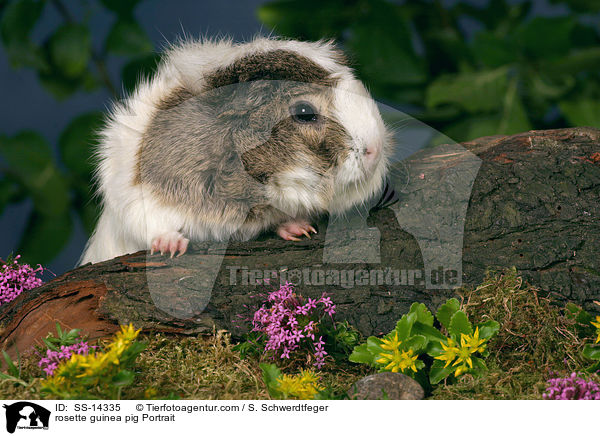 rosette guinea pig Portrait / SS-14335