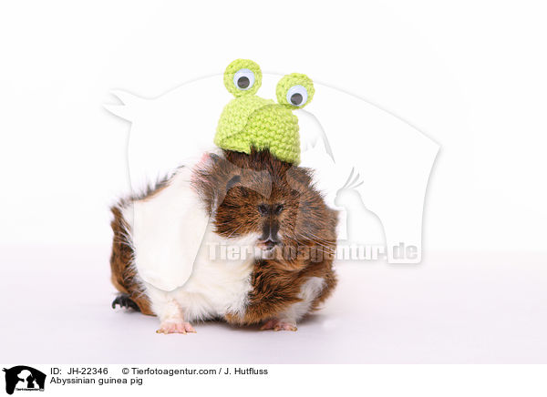 Rosettenmeerschwein / Abyssinian guinea pig / JH-22346