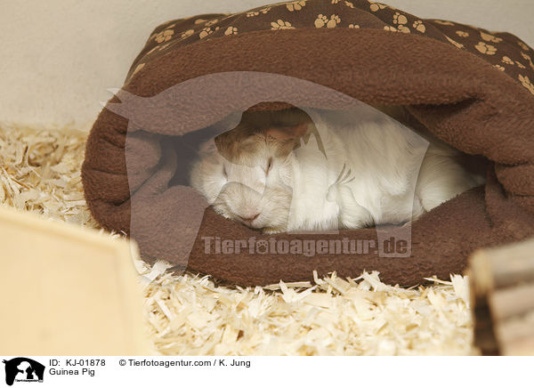 Meerschweinchen / Guinea Pig / KJ-01878