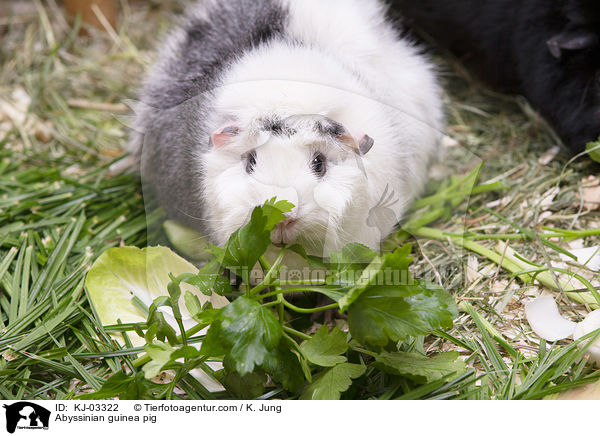 Rosettenmeerschweinchen / Abyssinian guinea pig / KJ-03322