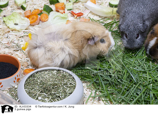 3 Meerschweinchen / 3 guinea pigs / KJ-03334