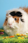 guinea pig