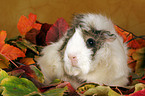 guinea pig in autumn leaves