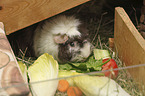 Guinea Pig