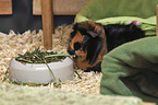 Guinea Pig