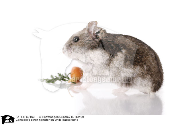 Campbell Zwerghamster  auf weiem Hintergrund / Campbell's dwarf hamster on white background / RR-69463