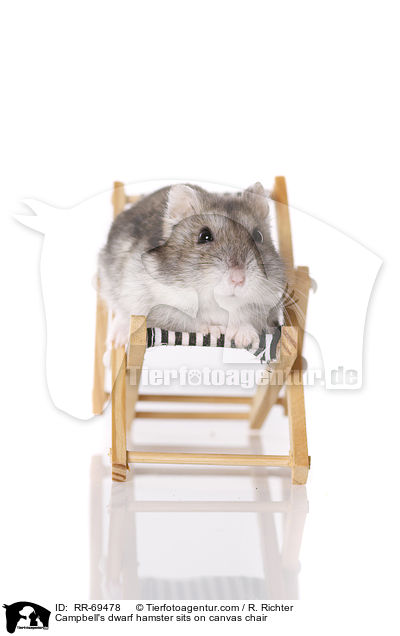 Campbell's dwarf hamster sits on canvas chair / RR-69478