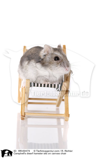 Campbell Zwerghamster  auf Liegestuhl / Campbell's dwarf hamster sits on canvas chair / RR-69479