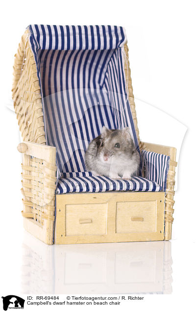 Campbell's dwarf hamster on beach chair / RR-69484