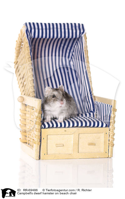 Campbell's dwarf hamster on beach chair / RR-69486