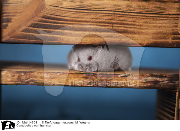 Campbell Zwerghamster / Campbells dwarf hamster / MW-14308