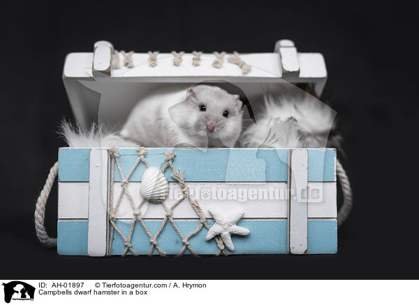 Campbells dwarf hamster in a box / AH-01897