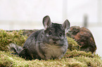 chinchilla